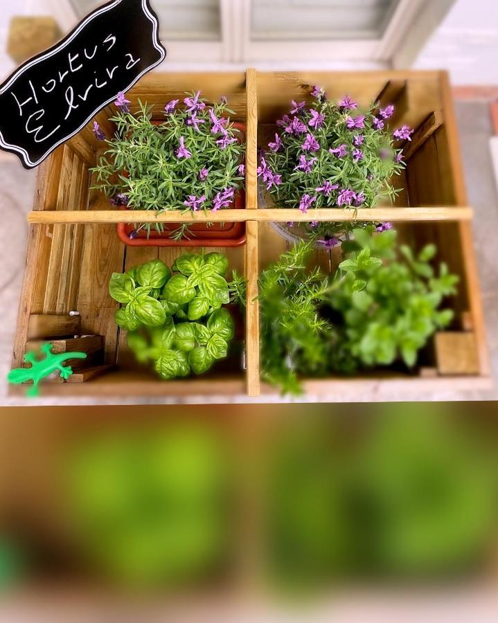 Sky And Green Luxury Apartament بوسكوريليه المظهر الخارجي الصورة